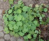 Alchemilla xanthochlora. Вегетирующее растение. Германия, г. Дюссельдорф, Ботанический сад университета. 14.08.2013.