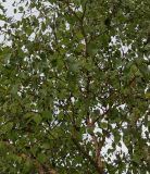 Betula albosinensis