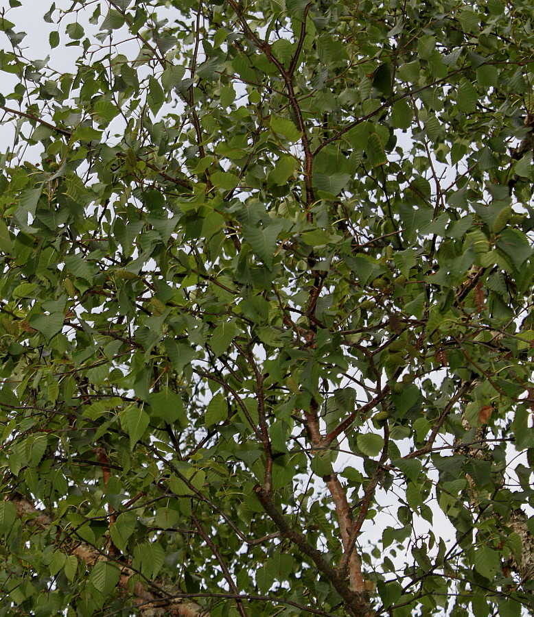 Image of Betula albosinensis specimen.