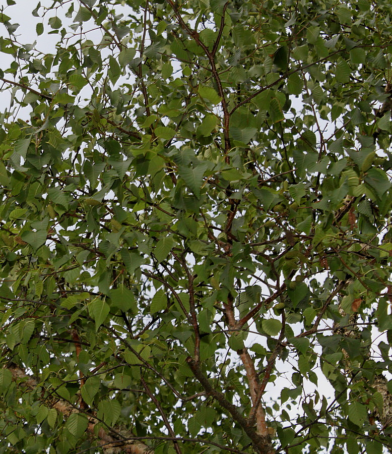 Изображение особи Betula albosinensis.