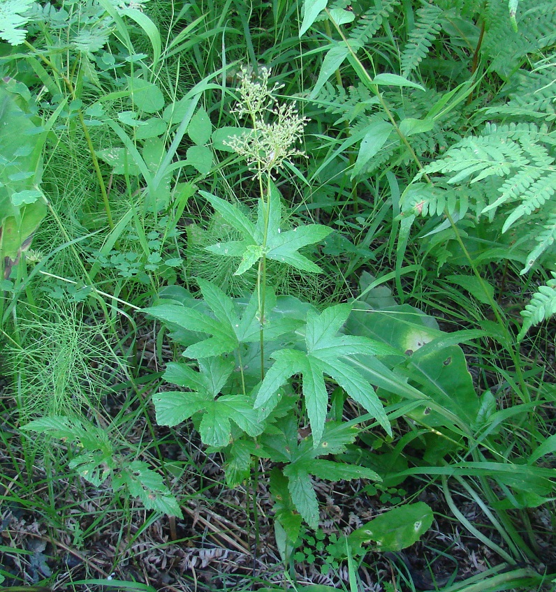 Изображение особи Filipendula palmata.