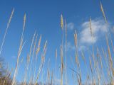 Calamagrostis glomerata. Верхушки побегов с сухими осыпающимися соплодиями. Краснодарский край, Новороссийский р-н, гора Купцева. 16.11.2013.