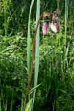 Lilium pilosiusculum