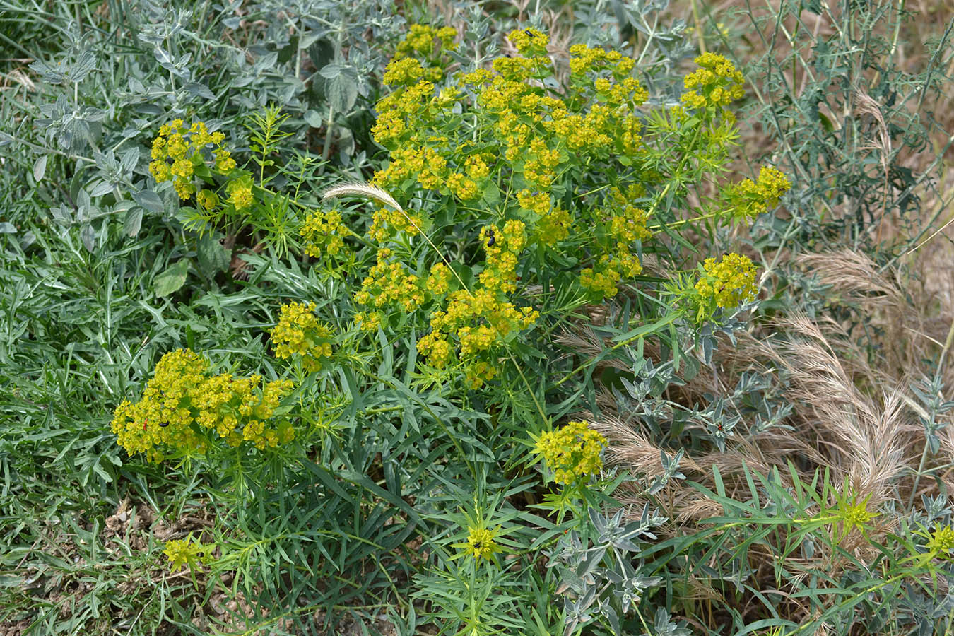 Изображение особи Euphorbia virgata.