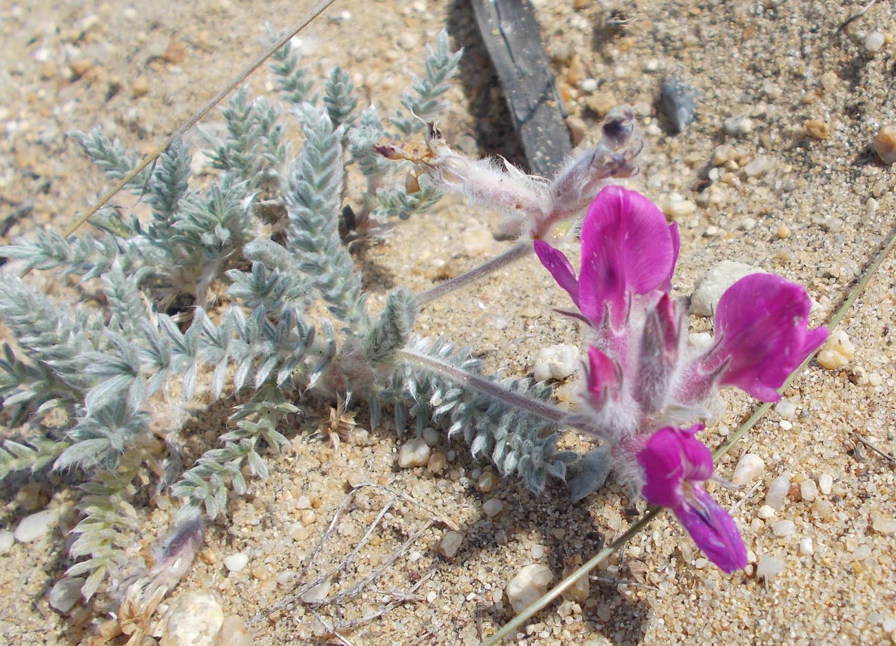 Изображение особи Oxytropis lanata.