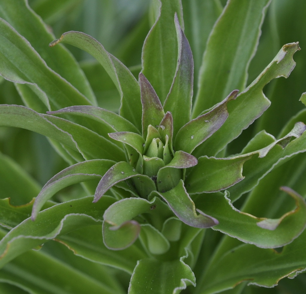 Image of Lilium candidum specimen.