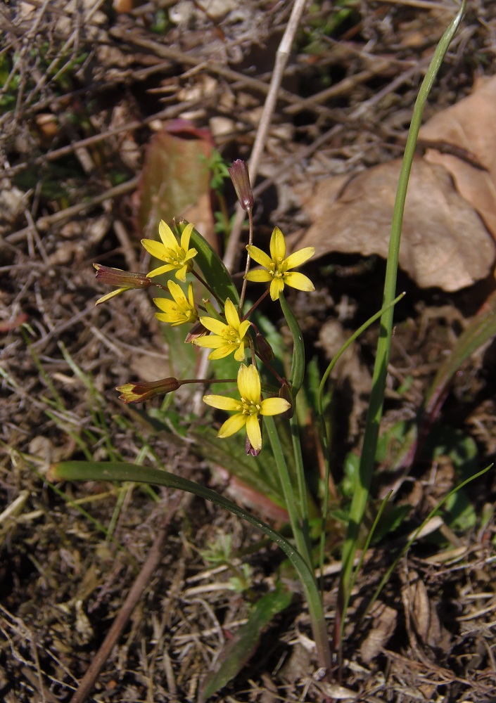 Изображение особи Gagea erubescens.