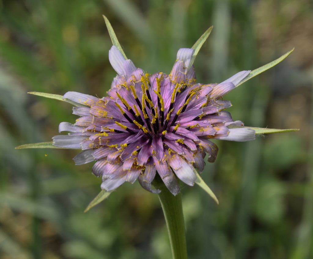 Image of Tragopogon australis specimen.