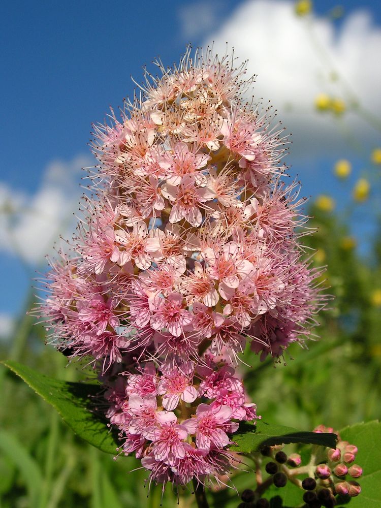 Image of Spiraea salicifolia specimen.