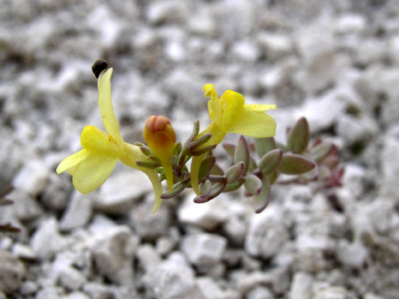 Image of Linaria cretacea specimen.
