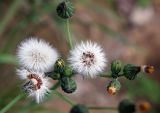 Sonchus oleraceus