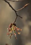 Image of taxon representative. Author is Владимир Семашко