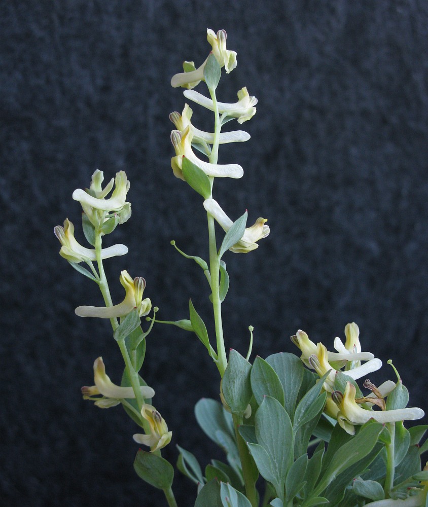 Image of Corydalis maracandica specimen.