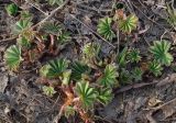 Alchemilla subcrenata