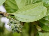 Parrotiopsis jacquemontiana. Соплодие и лист. Германия, г. Дюссельдорф, Ботанический сад университета. 28.04.2014.