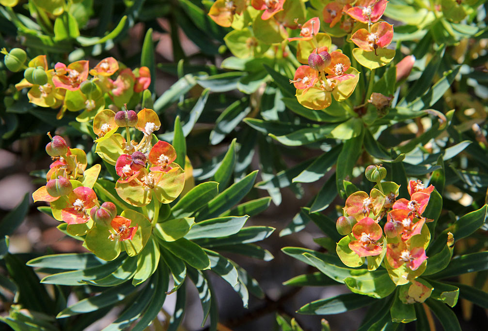 Изображение особи Euphorbia dendroides.