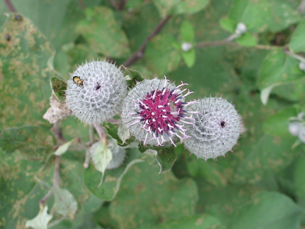 Изображение особи Arctium tomentosum.