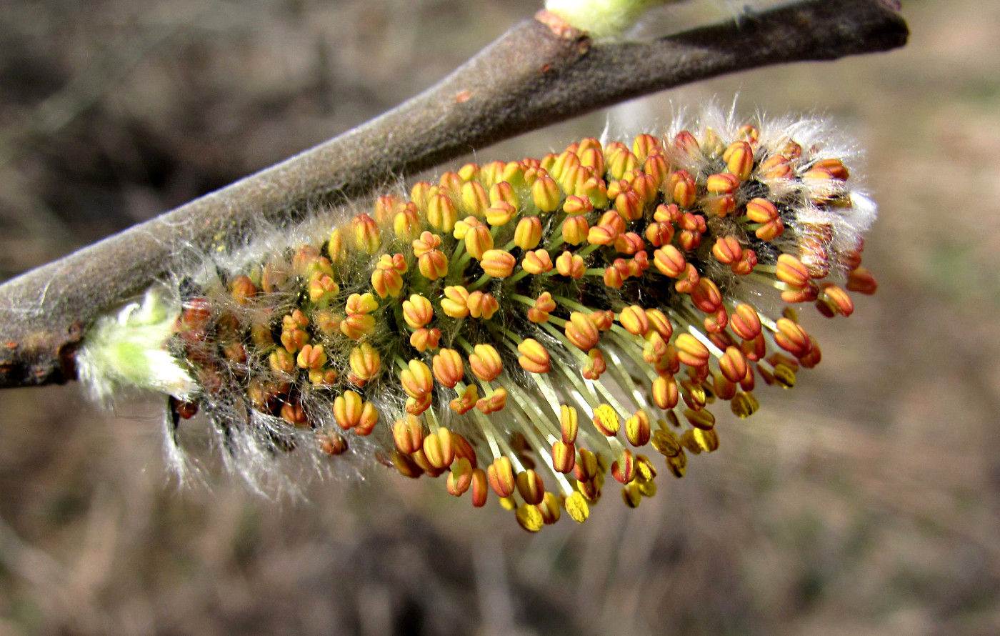 Image of Salix cinerea specimen.