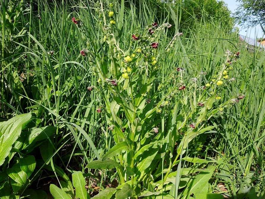 Изображение особи Cynoglossum officinale.