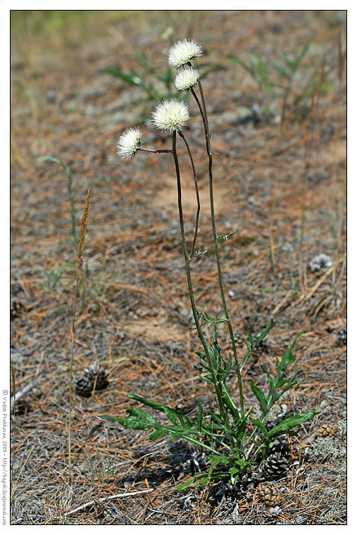 Image of Jurinea cyanoides specimen.