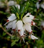 Erica &times; darleyensis