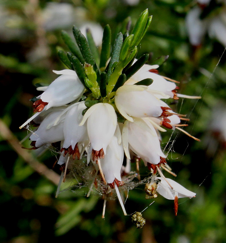 Изображение особи Erica &times; darleyensis.