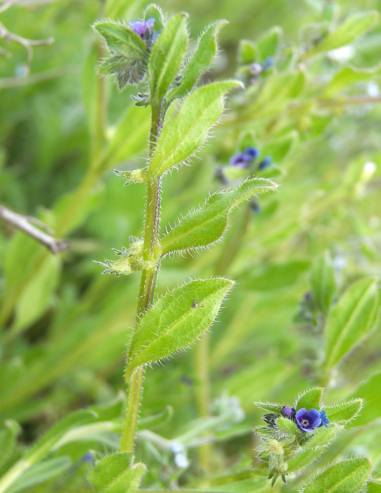 Изображение особи Asperugo procumbens.