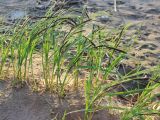 Carex acuta. Молодые растения на берегу реки. Вологодская обл., Череповецкий р-н, берег р. Шексна. 20.05.2014.