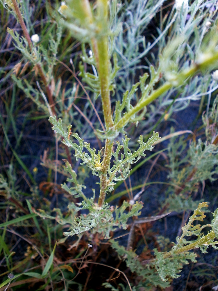 Image of Senecio jacobaea specimen.