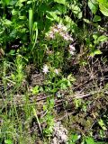 Centaurium erythraea