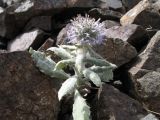 Echinops nanus. Зацветающее растение. Казахстан, Сев. Тянь-Шань, мелкосопочник на плато Сюгаты в р-не каньона Чарын. 10 июня 2012 г.