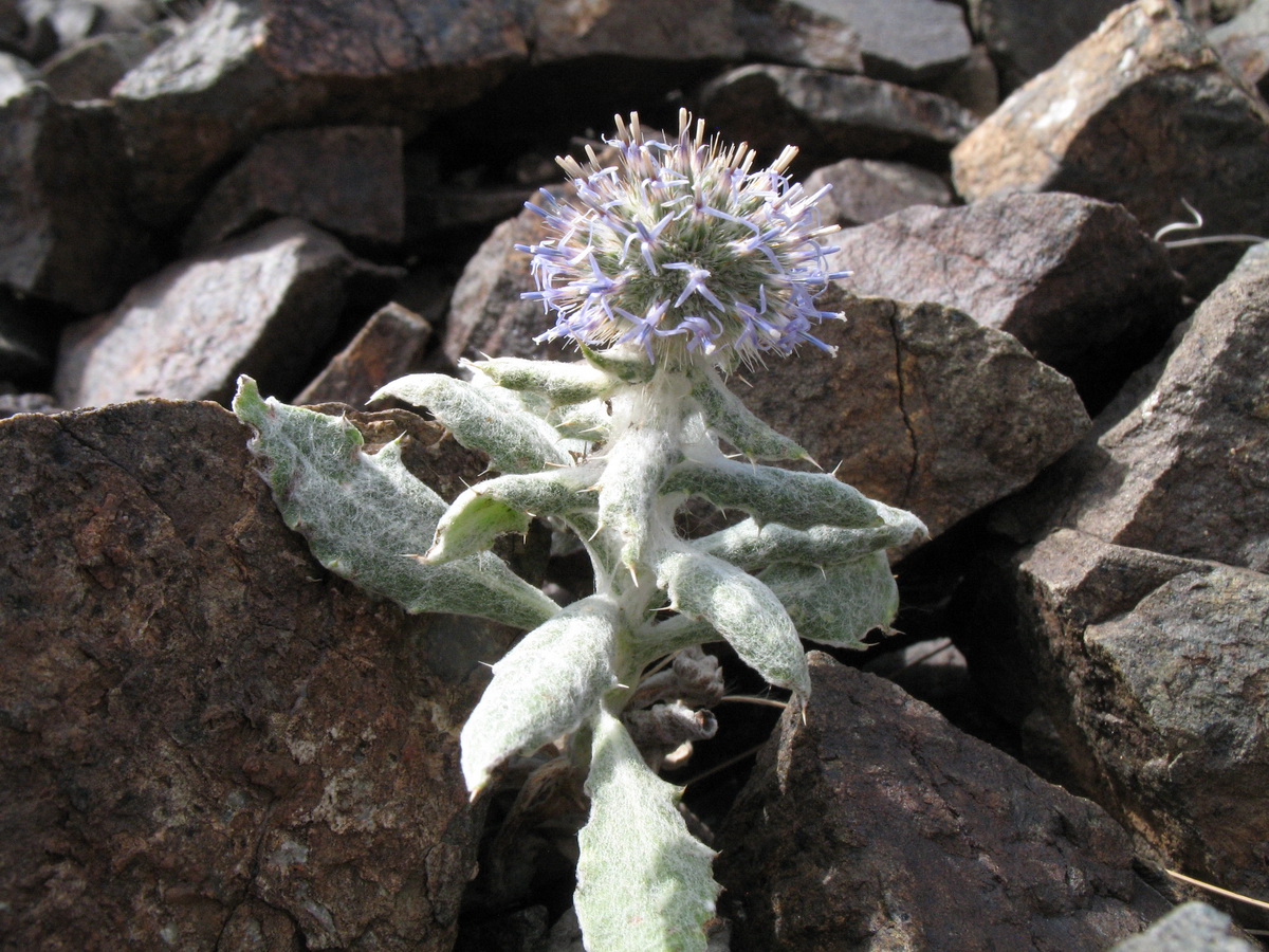 Изображение особи Echinops nanus.