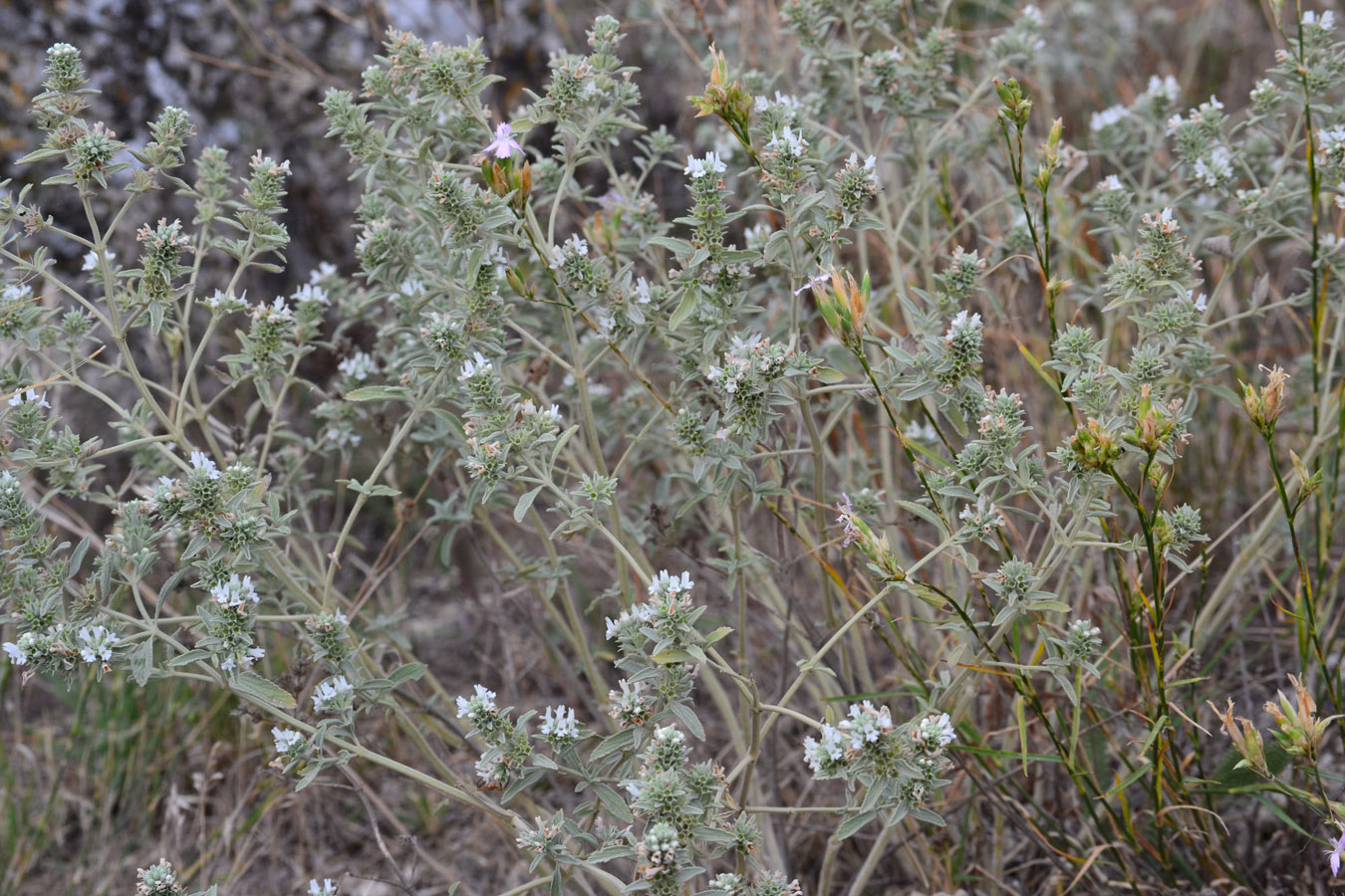 Image of Marrubium peregrinum specimen.