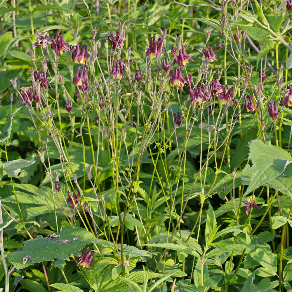 Изображение особи Aquilegia oxysepala.