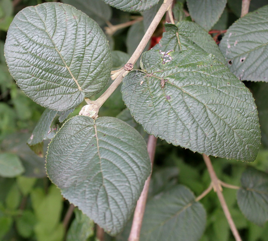 Изображение особи Viburnum lantana.