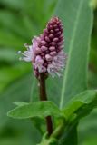 Persicaria amphibia