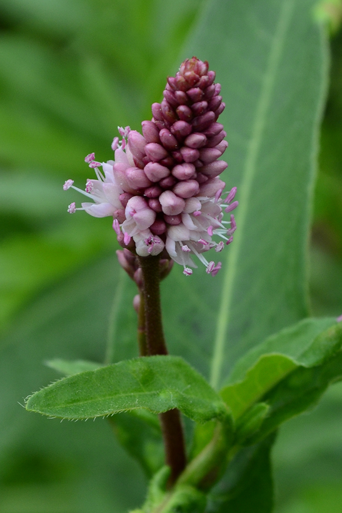 Image of Persicaria amphibia specimen.