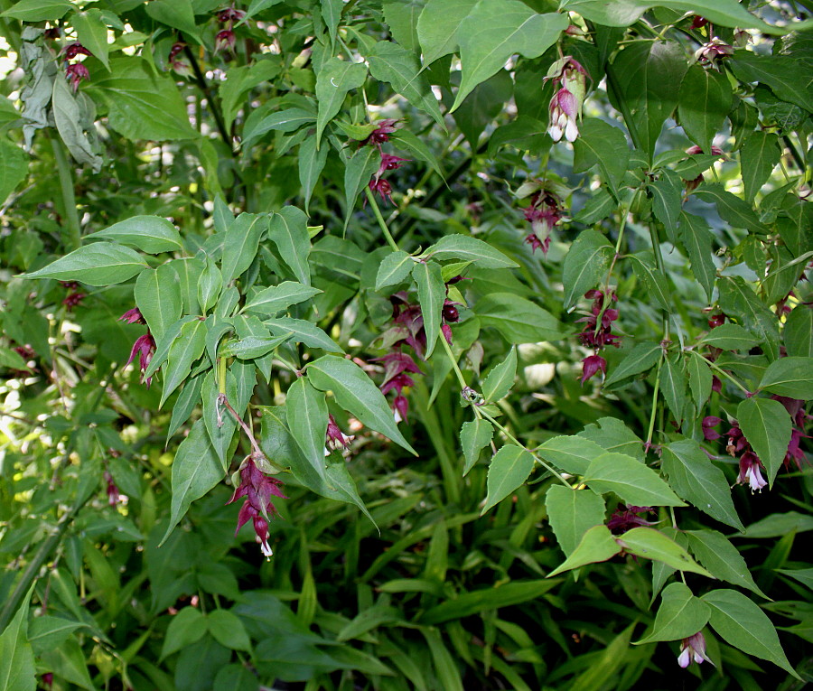 Изображение особи Leycesteria formosa.