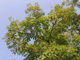 Phellodendron japonicum. Верхняя часть кроны плодоносящего растения. Германия, г. Дюссельдорф, Ботанический сад университета. 04.09.2014.