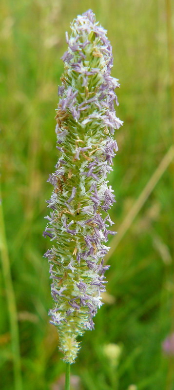 Image of Phleum pratense specimen.