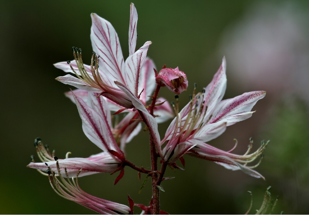 Изображение особи Dictamnus angustifolius.