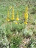 Eremurus stenophyllus