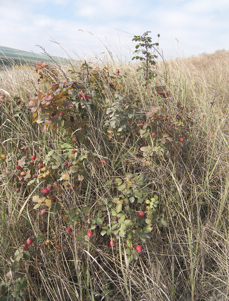 Image of Rosa marginata specimen.