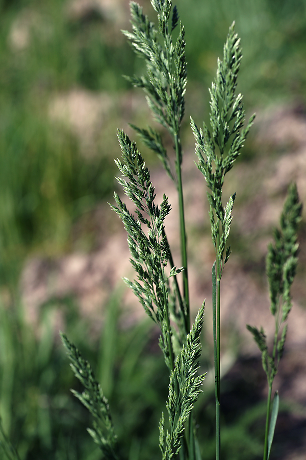 Изображение особи Poa pratensis.