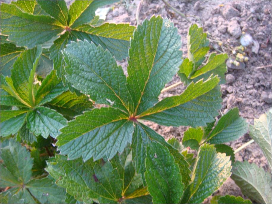 Image of Potentilla nepalensis specimen.