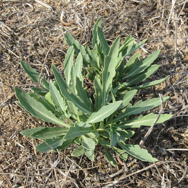 Изображение особи Diplotaxis tenuifolia.