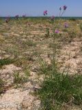 Centaurea adpressa. Цветущее растение. Крым, Арабатская стрелка. 20 июня 2009 г.