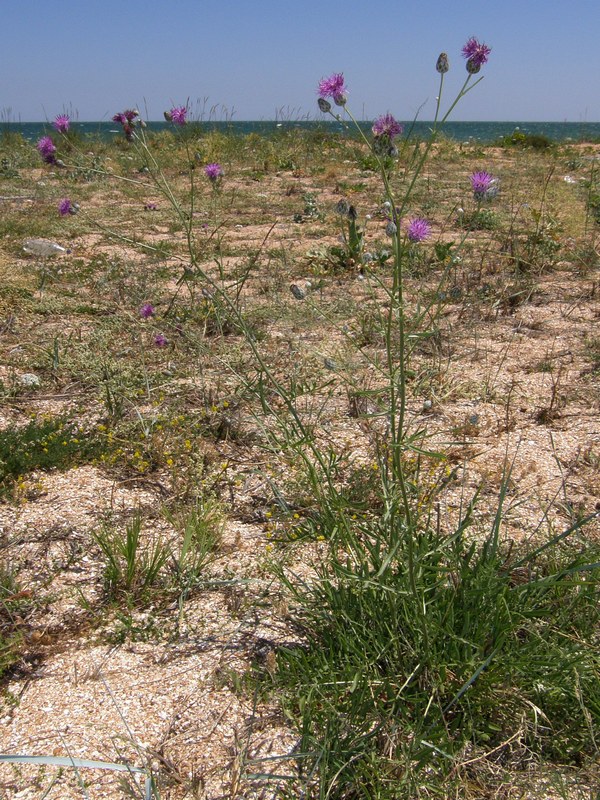 Image of Centaurea adpressa specimen.