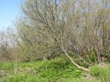Salix udensis