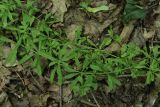 Galium aparine. Побеги с плодами. Белгородская обл., пос. Борисовка, \"Лес на Ворскле\", дубрава. 27.06.2009.